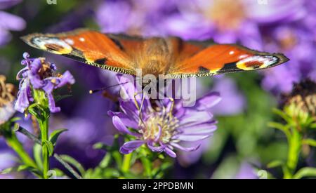 Peacock Butterfly sitzt auf Blueflower, in latin Inachis IO oder Aglais IO Stockfoto