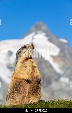 Österreich, Salzburger Land, Alpenmarmot (Marmota marmota) mit dem Gipfel von Grossglockner im Hintergrund Stockfoto