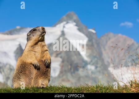 Österreich, Salzburger Land, Alpenmarmot (Marmota marmota) mit dem Gipfel von Grossglockner im Hintergrund Stockfoto