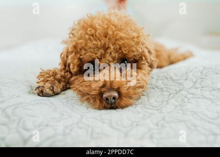 Süßer brauner Pudelhund, der auf dem Bett liegt Stockfoto