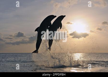 Silhouetten von zwei Flaschennasen-Delfinen (Tursiops truncatus), die gegen die untergehende Sonne springen Stockfoto