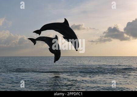 Silhouetten von zwei Flaschennasen-Delfinen (Tursiops truncatus), die in der Karibik springen Stockfoto