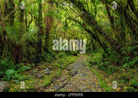 Neuseeland, Südinsel Neuseeland, Fußweg durch üppigen grünen gemäßigten Regenwald im Mt Cook National Park Stockfoto