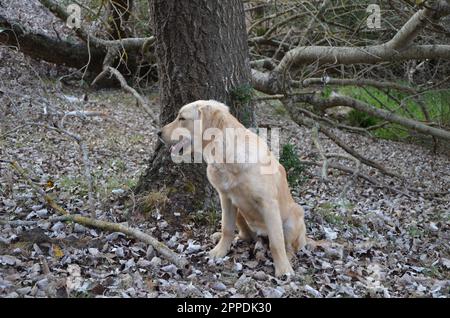 Reinrassiger Golden Retriever Hündchen. Stockfoto