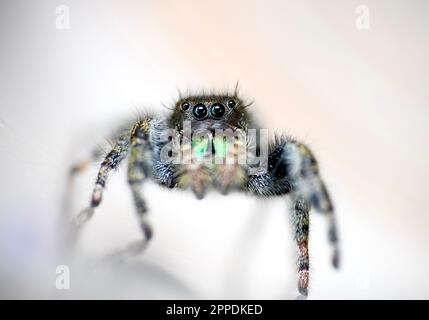 Dies ist ein Makrofoto einer Springspinne (Phidippus audax) Stockfoto