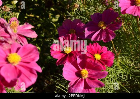 Leuchtend Rosafarbene Cosmos-Blumen. Stockfoto