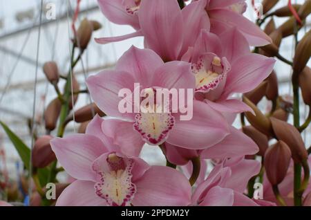 Rosa „Rietja“ Cymbidium Orchideenblumen. Stockfoto