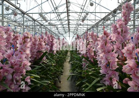 Rosa „Rietja“ Cymbidium Orchideenblumen. Stockfoto