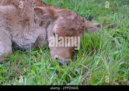 Neugeborenes Reinrassiges Jersey Heifer Kalb. Stockfoto