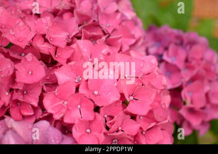 Rosafarbene Blüten Mit Wassertröpfchen. Stockfoto