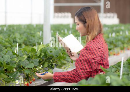 Junge Unternehmerin, asiatische Frau, prüft Erdbeeranbau mit Freude und schreibt auf Notiz für die Forschung in landwirtschaftlichen Gewächshäusern, weibliche Untersuchung von Stroh Stockfoto