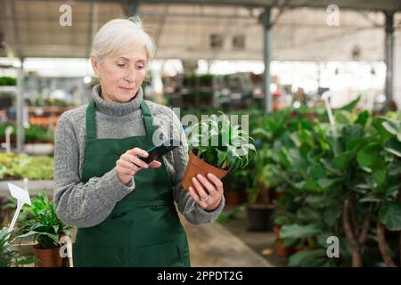 Ältere Verkäuferin, die per Smartphone Barcode auf einer Topfpflanze scannt Stockfoto