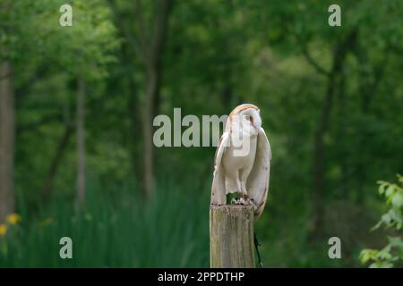 Eine Gefangene Eule auf einem Pfosten vor einem Wald. Stockfoto