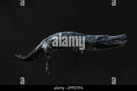 3D-Darstellung eines grünen American alligator auf grauem Hintergrund isoliert, Amerikanische Krokodil. Stockfoto