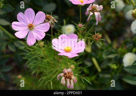 Rosa Cosmos Blumen. Stockfoto