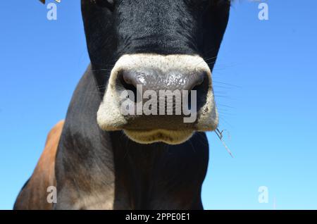 Abstract Closeup einer reinrassigen Jersey Bull's Nose. Stockfoto