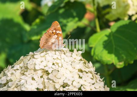 Schmetterling apatura Iris, der violette Kaiser, sitzt auf weißen Blüten auf grünem Hintergrund Stockfoto