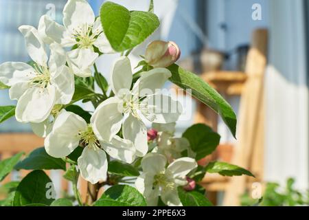 Blüten eines Apfelbaumbonsai der Sorte Malus Evereste auf einem Balkon im Frühling Stockfoto