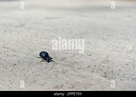 Der sehr giftige, aber geschützte schwarzblaue Ölkäfer, Blasenkäfer, Meloe proscarabaeus, im Frühling auf einer Spur mit textfreiem Platz Stockfoto