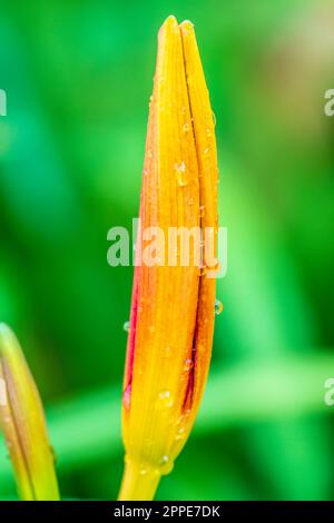 Hemerocallis Bonanza, Bonanza Daylily, ausdauernde, tuftbildende Kraut mit linearen Blättern und kanariengelben Blüten mit tiefroten Kehlen, mit Wassertropfen Stockfoto