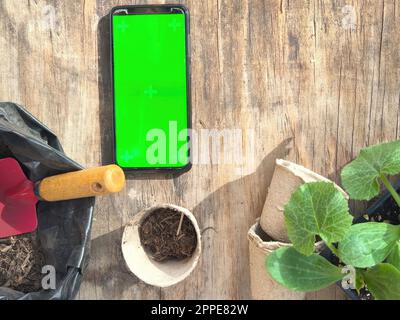 Wie man zu Hause auf der Terrasse/dem Balkon Essen anbaut. Junge grüne Zucchiniblätter im Torftopf. Werkzeuge für Setzlinge und Heimgärten. Smartp Stockfoto