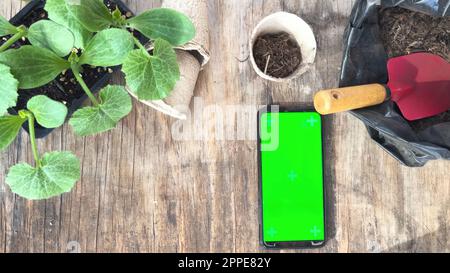 Wie man zu Hause auf der Terrasse/dem Balkon Essen anbaut. Junge grüne Zucchiniblätter im Torftopf. Werkzeuge für Setzlinge und Heimgärten. Smartp Stockfoto