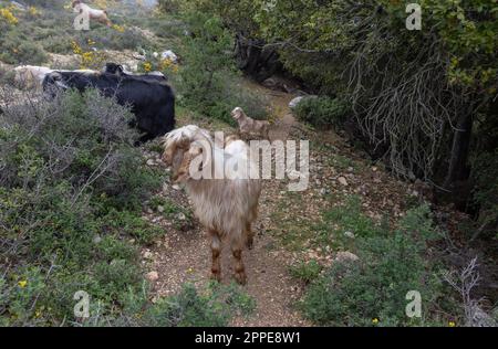 Ziegenherde im Morgennebel auf dem Meron in Israel Stockfoto