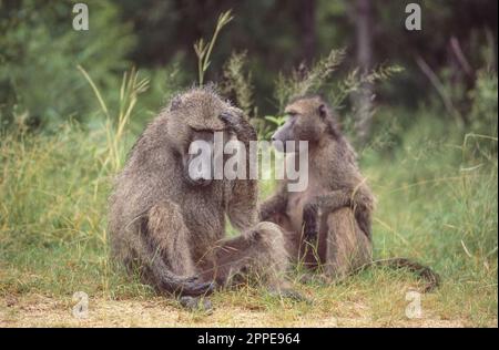 Ein Alpha männlicher Chacma-Pavian mit einer Frau im Kruger-Nationalpark in Südafrika. Stockfoto