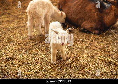 Ziegenbaby auf dem Bauernhof. Hochwertiges Foto Stockfoto