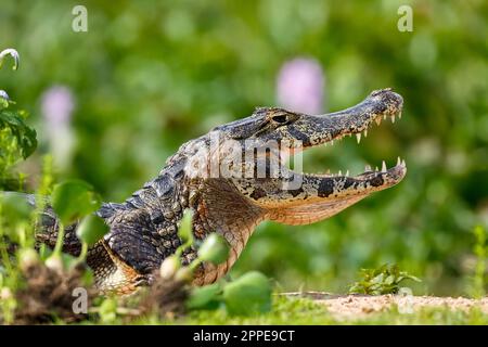 Yacare-Kaimanprofil mit offenem Mund vor grünem Unschärfe-Hintergrund, Pantanal Wetlands, Mato Grosso, Brasilien Stockfoto