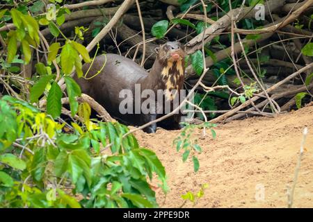 RiesenOtter auf einem Flussufer in seinem Nest mit grüner Vegetation, die vor der Kamera schaut, Pantanal Wetlands, Mato Grosso, Brasilien Stockfoto