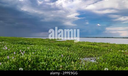 Blick über eine Lagune und grüne Wasserhyazinthen, die den Rand mit dramatischen Sturmwolken am Horizont bedecken Pantanal Wetlands, Mato Grosso, Brasilien Stockfoto