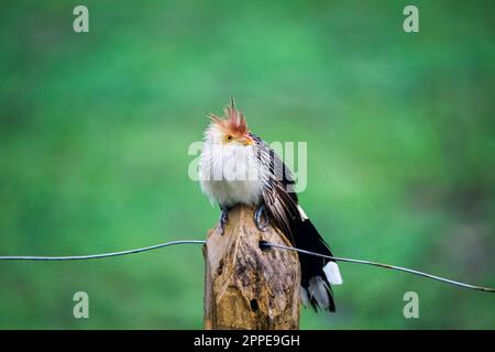 Nahaufnahme eines Guira Cuckoo, der auf einem Holzzaunpfahl vor grünem Hintergrund sitzt, Pantanal Wetlands, Mato Grosso, Brasilien Stockfoto