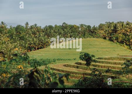 Hochsterrassen mit Palmen auf der tropischen Insel Bali und Sonnenlicht Stockfoto