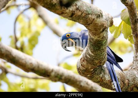 Hyazinth Macaw sitzt auf einem Ast, blickt nach unten, Pantanal Wetlands, Mato Grosso, Brasilien Stockfoto