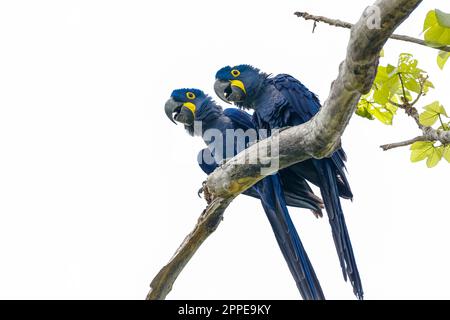 Blick aus dem niedrigen Winkel auf ein paar Hyazinth Macaws, die auf einem Ast gegen den hellen Himmel stehen, Pantanal Wetlands, Mato Grosso, Brasilien Stockfoto