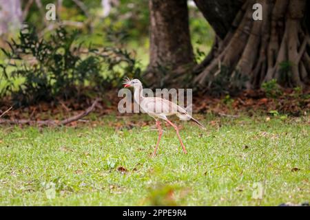 Rotbein-Seriema auf der Suche nach Essen auf einer grünen Wiese am Waldrand, Pantanal Wetlands, Mato Grosso, Brasilien Stockfoto