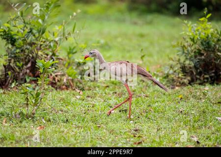 Nahaufnahme einer rotbeinigen Seriema, die auf einer grünen Wiese, Pantanal Wetlands, Mato Grosso, Brasilien, nach Essen sucht Stockfoto