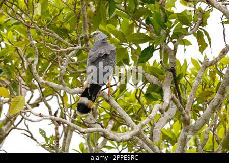 Crane Hawk hoch oben in einem Baum mit Blättern, Pantanal Wetlands, Mato Grosso, Brasilien Stockfoto