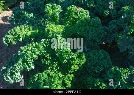 Brassica oleracea var. Sebellica - Blauer geschwungener Scotch Kale, der in einem Garten wächst. B. C. Kanada. Stockfoto