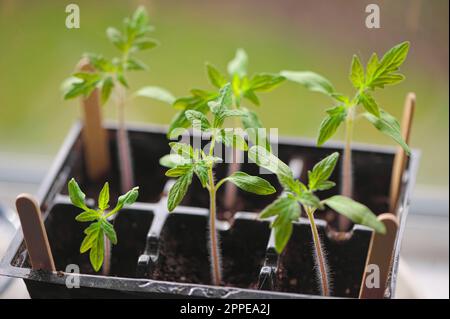 Solanum lycopersicum - Setzlinge für Tomaten in einem 6-Pack-Tablett, das auf einer Fensterbank wächst - hausgemachte - Gemüsesetzlinge. British Columbia, Kanada. Stockfoto