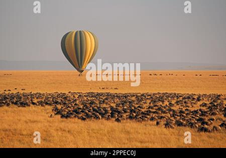 Ballons und Wildebeest aus dem Heißluftballon über dem Maasai Mara River & Nationalpark Stockfoto