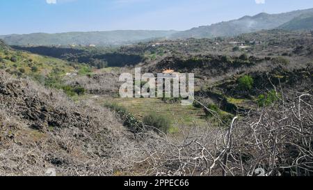 Pistazienplantage auf hohem Weg des Flusses Simeto zwischen Bronte und Adrano in Sizilien, Italien Stockfoto