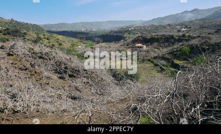 Pistazienplantage auf hohem Weg des Flusses Simeto zwischen Bronte und Adrano in Sizilien, Italien Stockfoto