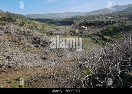 Pistazienplantage auf hohem Weg des Flusses Simeto zwischen Bronte und Adrano in Sizilien, Italien Stockfoto