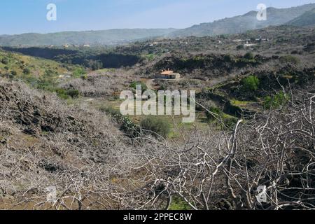 Pistazienplantage auf hohem Weg des Flusses Simeto zwischen Bronte und Adrano in Sizilien, Italien Stockfoto