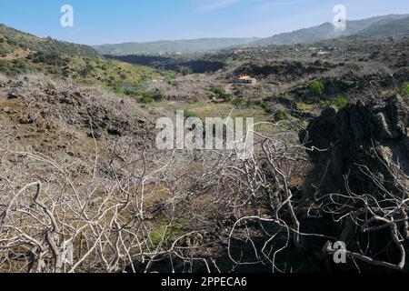 Pistazienplantage auf dem Hochlauf des Flusses Simeto zwischen Bronte und Adrano in Sizilien, Italien Stockfoto