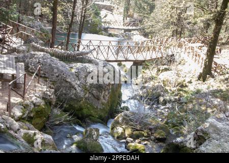 Zypressenwälder und Wasserfall von Fontegreca in den Bergen Matese, Provinz Caserta in Kampanien, Italien, Stockfoto