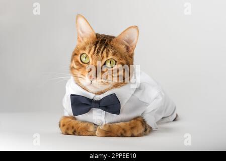 Die Katze in einem Hemd und einer Fliege auf weißem Hintergrund ist isoliert. Stockfoto