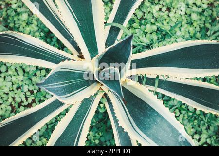 Amerikanisches Aloe mit wunderschönen Blättern im Freien, Blick von oben. Tropische Pflanze Stockfoto